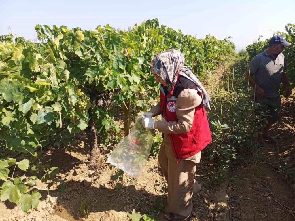 Salihli’de Üzüm Bağlarında Pestisit Denetimi